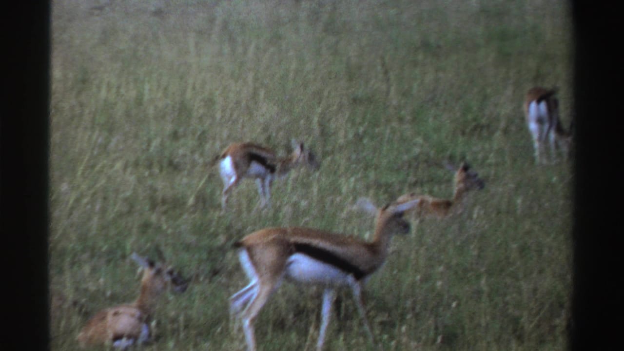 Several antelopes grazing and standing in tall green grass.