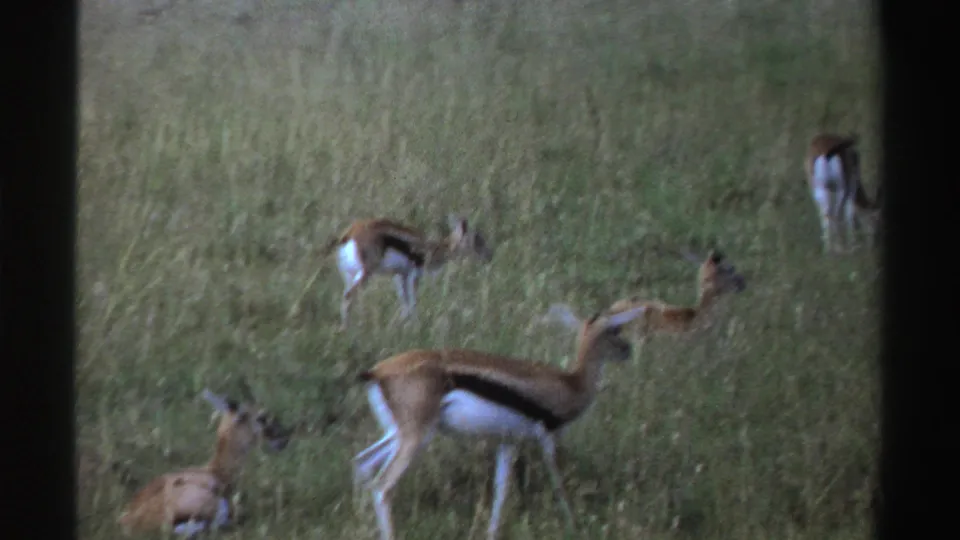 1969 Nigeria 8mm frame showing antelope-like animals grazing and standing alert in grassy savanna.