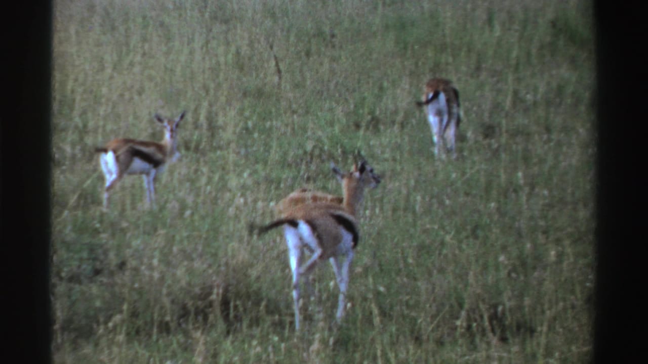 1969 Nigeria 8mm frame with antelope-like animals dispersed in grass, one standing alert while others graze.