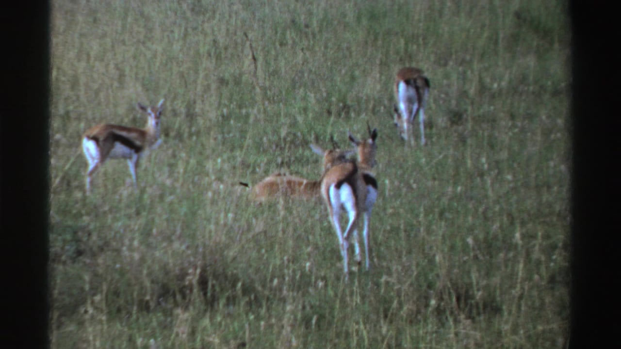 1969 Nigeria 8mm frame showing antelope-like animals in a grassy savanna, including one rear-facing animal and others grazing.