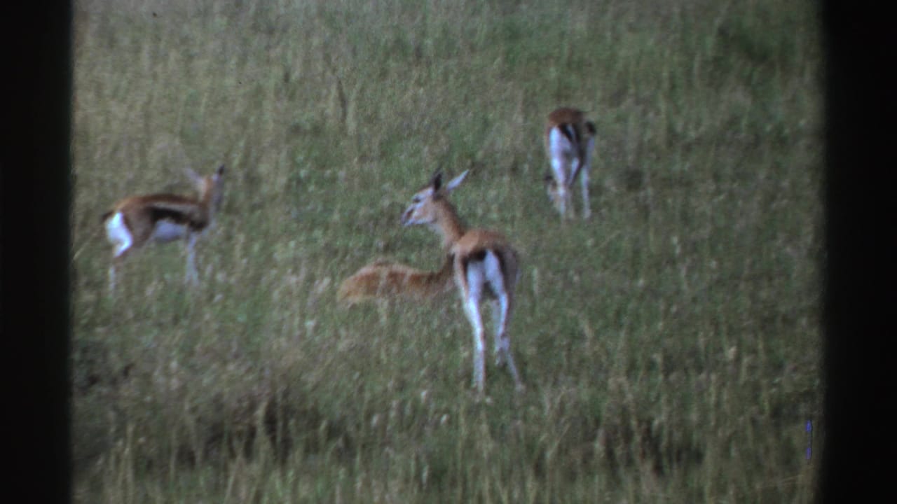 1969 Nigeria 8mm frame of antelope-like animals grazing and standing in tall grass under natural daylight.