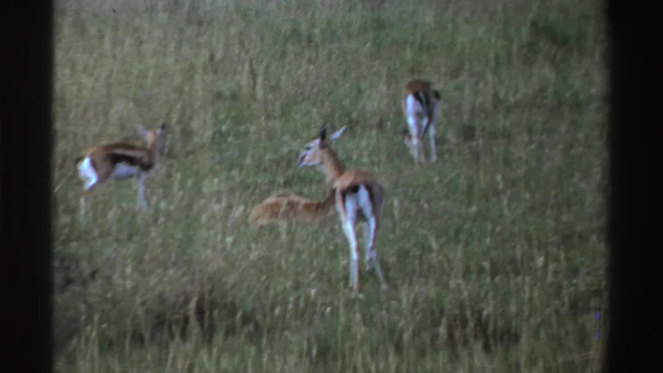 1969 Nigeria 8mm frame of antelope-like animals grazing and standing in tall grass under natural daylight.