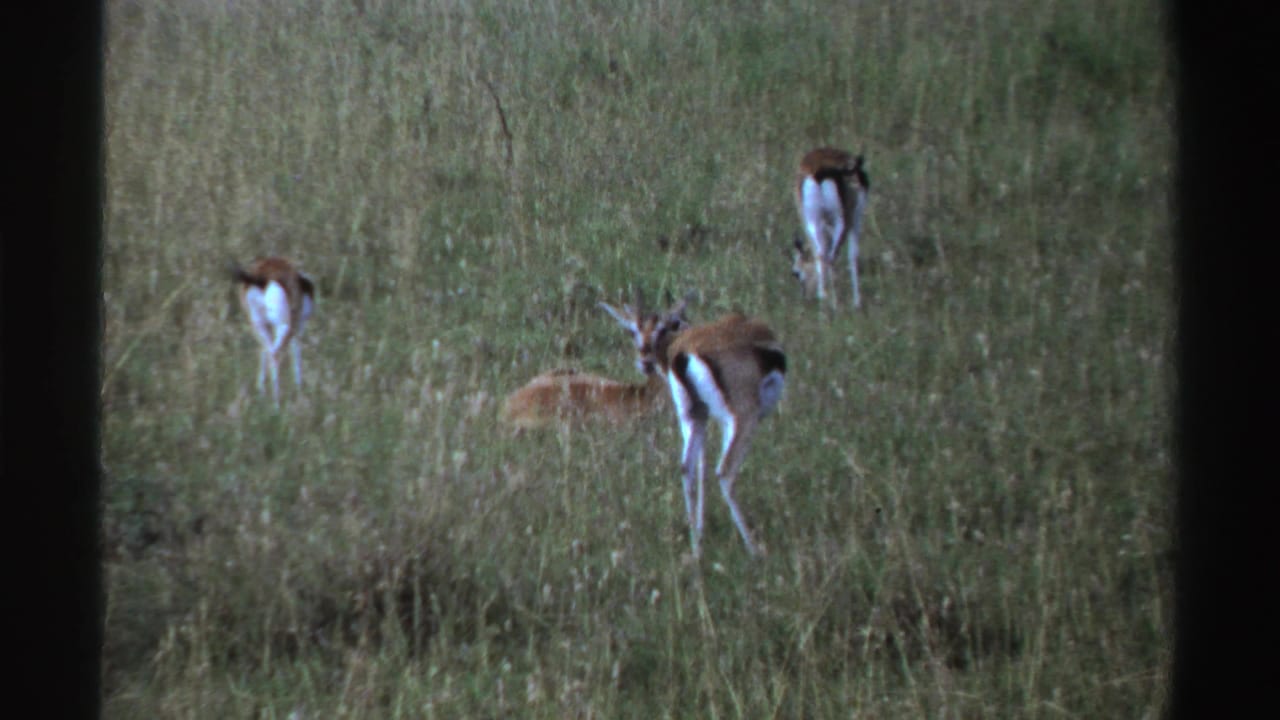 Several gazelle-like animals grazing in tall grass with dark film borders at the sides.