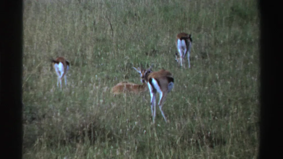 1969 Nigeria 8mm frame showing gazelle-like animals in tall grass, including one resting animal and others standing with white rumps visible.
