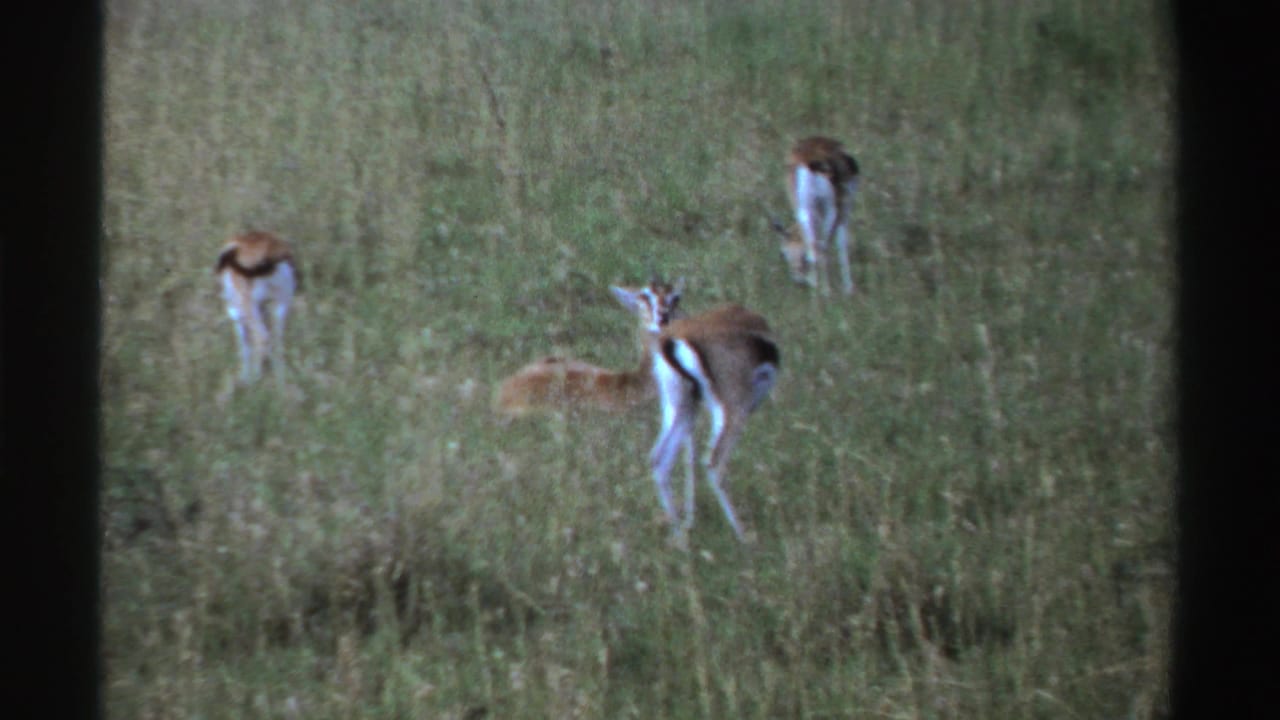 1969 Nigeria 8mm frame of a small group of gazelle-like animals in tall grass, with one lying low and others facing away or standing alert.