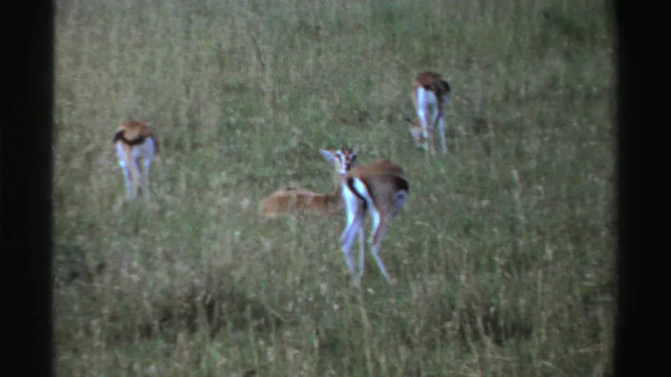 1969 Nigeria 8mm frame of a small group of gazelle-like animals in tall grass, with one lying low and others facing away or standing alert.