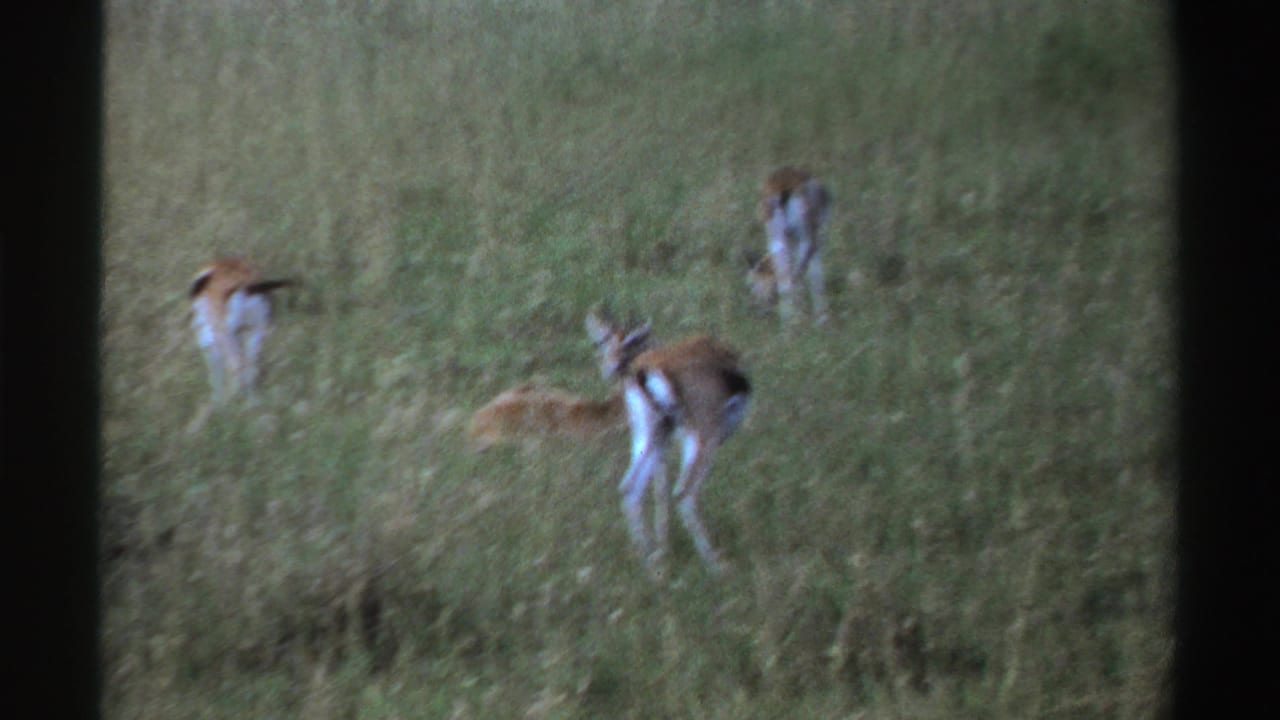 1969 Nigeria 8mm frame with a slightly blurred view of gazelle-like animals grazing and resting in a grassy field.
