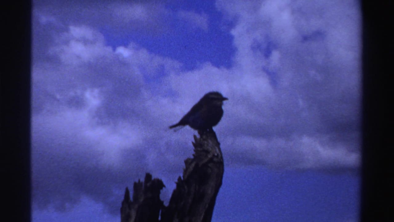1969 Nigeria 8mm frame showing a dark bird silhouette perched on a weathered stump against a blue sky with scattered clouds.