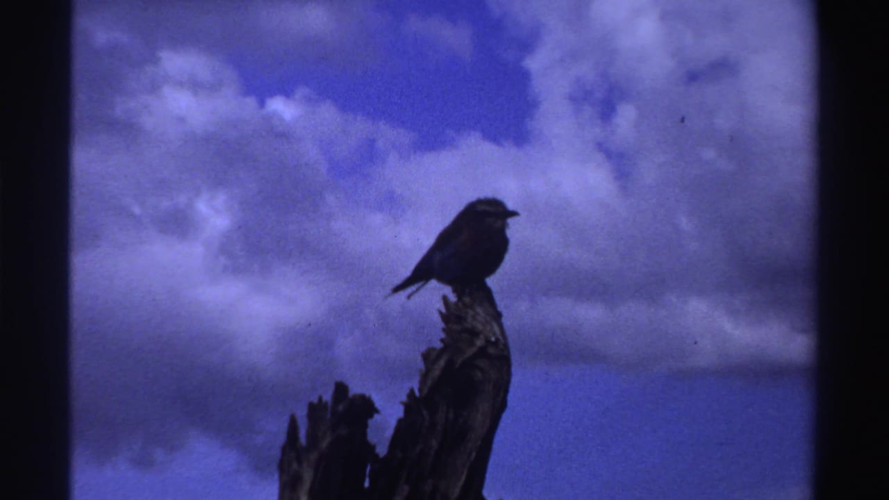 In 1969 Nigeria footage, a small bird sits silhouetted on a weathered tree limb below a blue, cloud-filled sky.