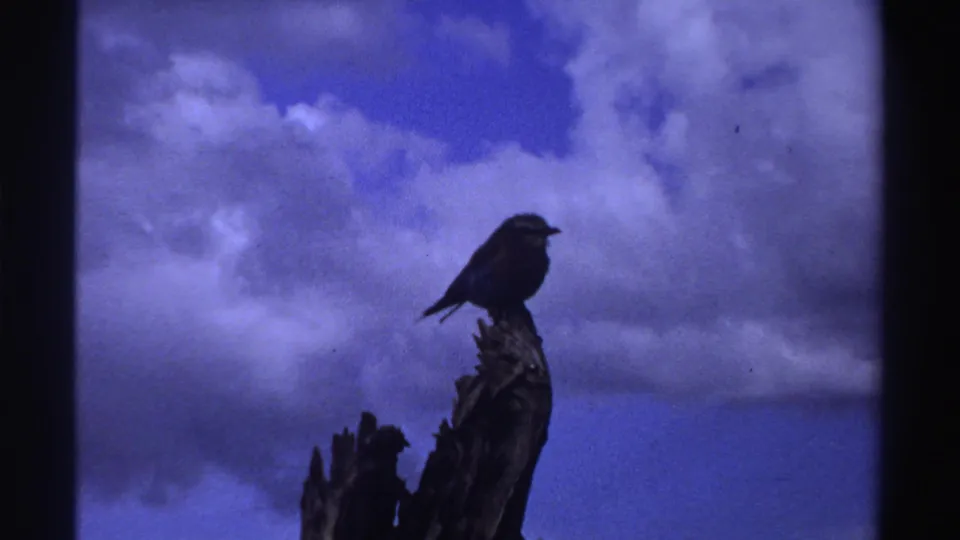 In 1969 Nigeria footage, a small bird sits silhouetted on a weathered tree limb below a blue, cloud-filled sky.