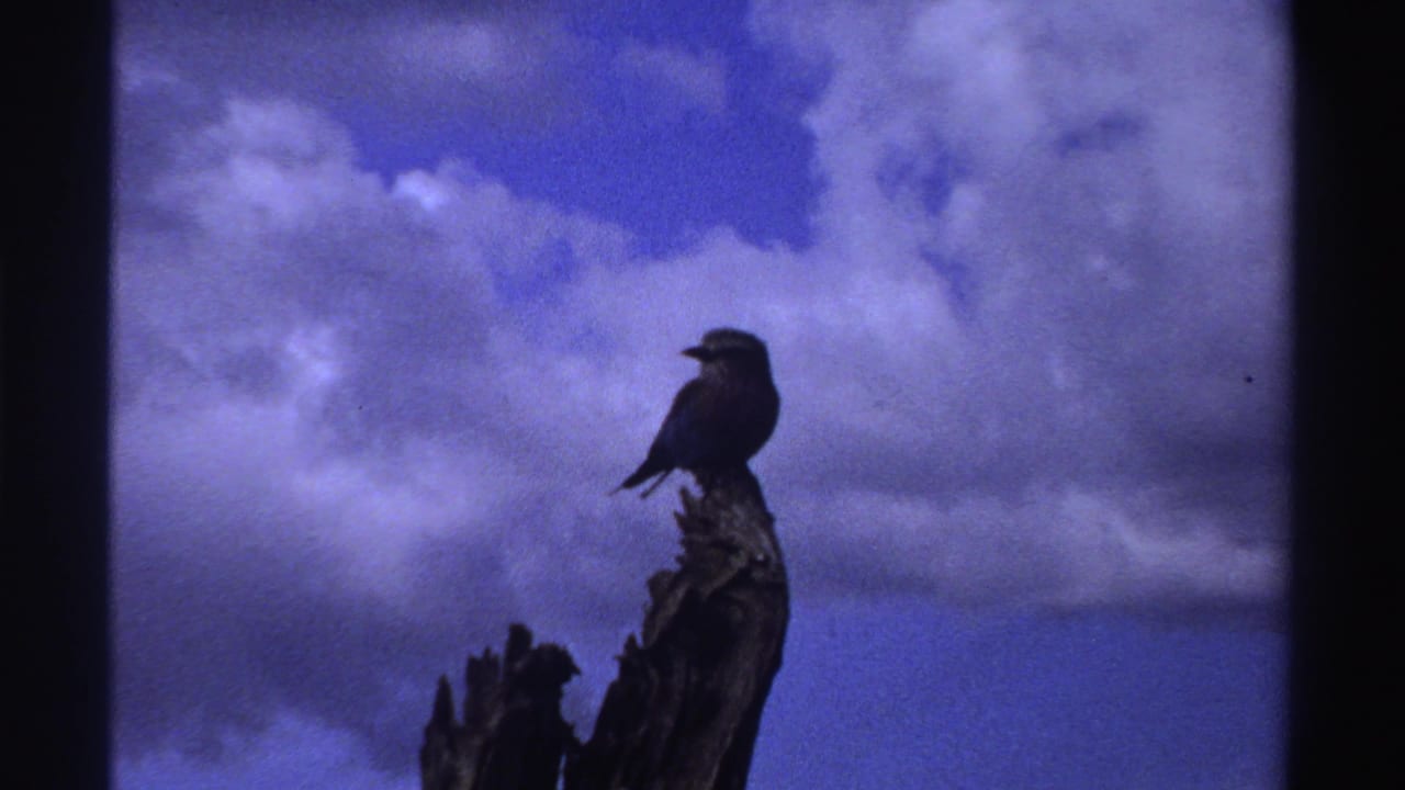 The bird remains perched on a jagged limb, silhouetted against blue sky and layered white clouds in the Nigeria 1969 clip.