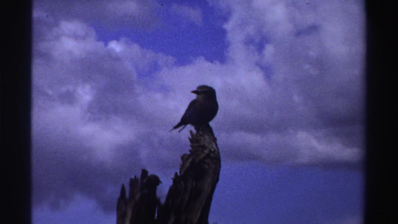 A small bird continues to perch on the weathered tree remnant, with blue-tinted sky and clouds visible behind it.