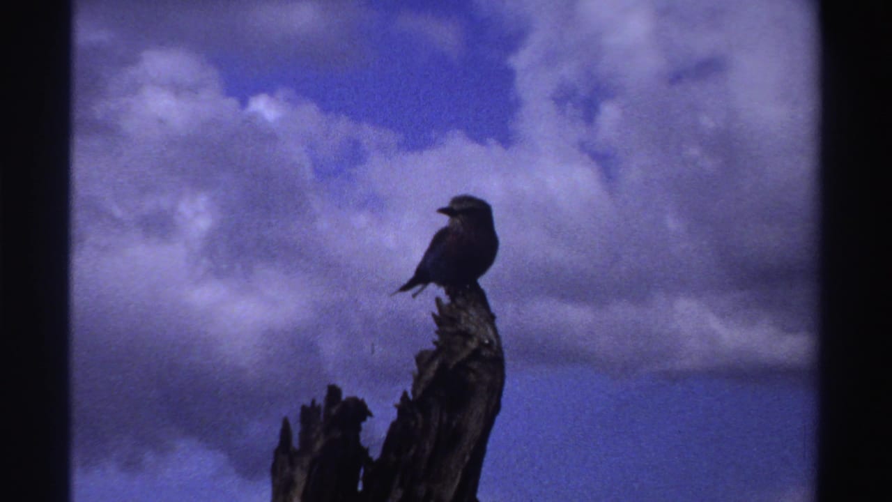 The final frame holds on the small bird atop the broken limb, silhouetted against a blue, cloud-filled sky.