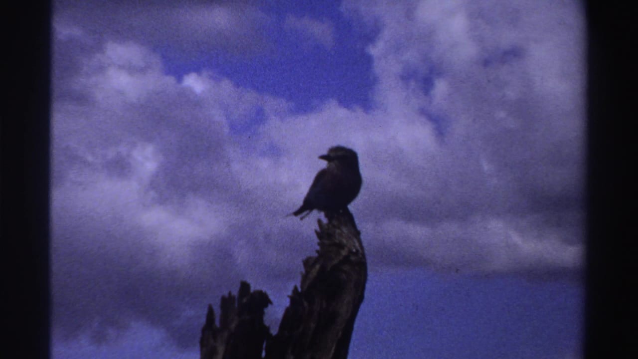 In metadata-identified Nigeria, 1969, a dark bird perches on a weathered tree stump beneath puffy clouds in blue sky.