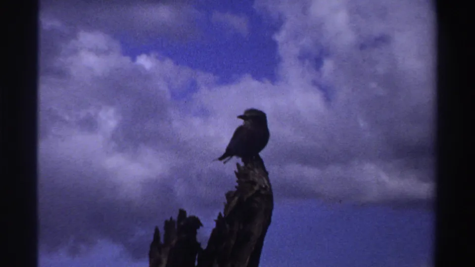 In metadata-identified Nigeria, 1969, a dark bird perches on a weathered tree stump beneath puffy clouds in blue sky.