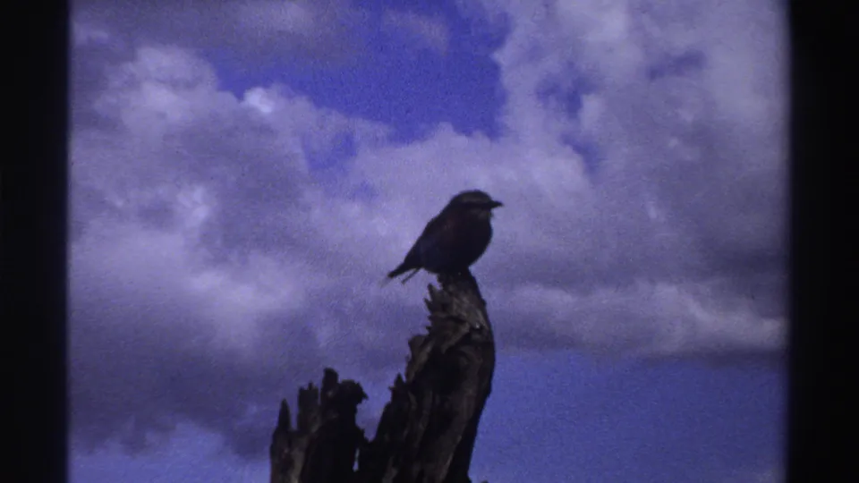 The 1969 Nigeria home-movie frame holds on a small dark bird atop a jagged tree limb, set against bright clouds and blue sky.