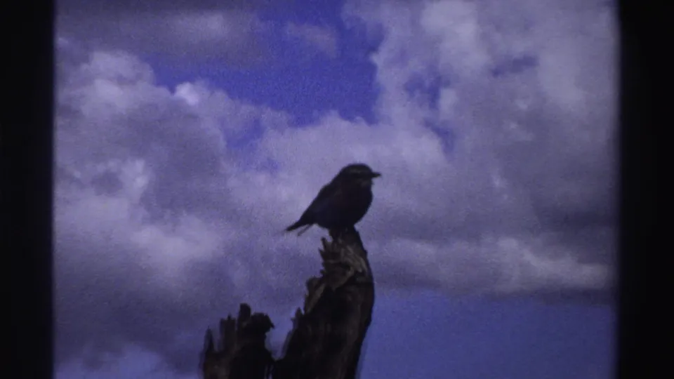 A dark bird sits on a broken tree limb in the Nigeria 1969 footage, with large white and gray clouds behind it.