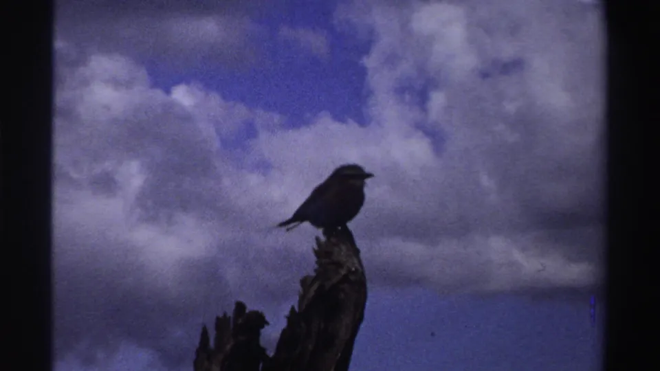 The final frame shows the bird still perched on the old limb, silhouetted against blue sky and puffy clouds in the 1969 Nigeria clip.
