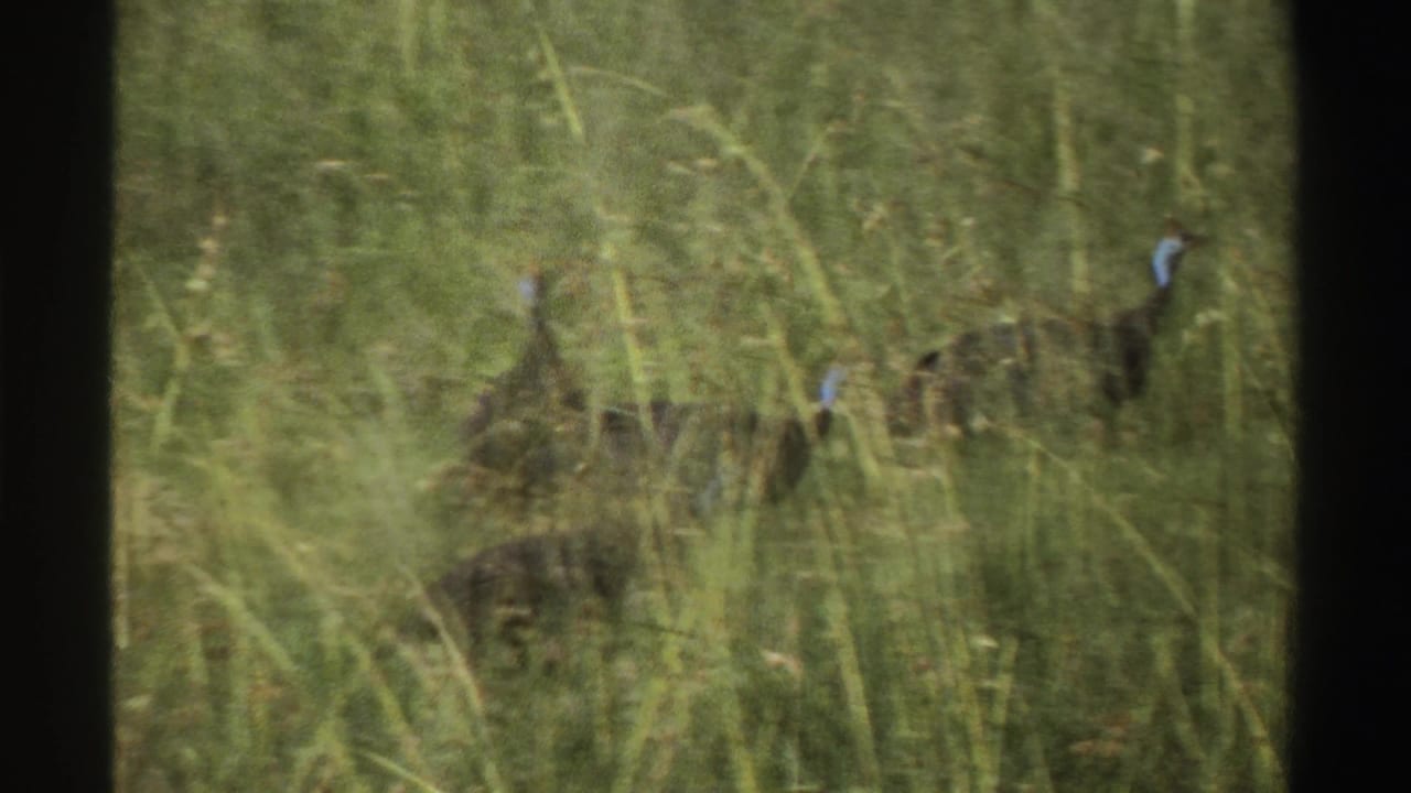 Several turkeys partly hidden in tall green grass.