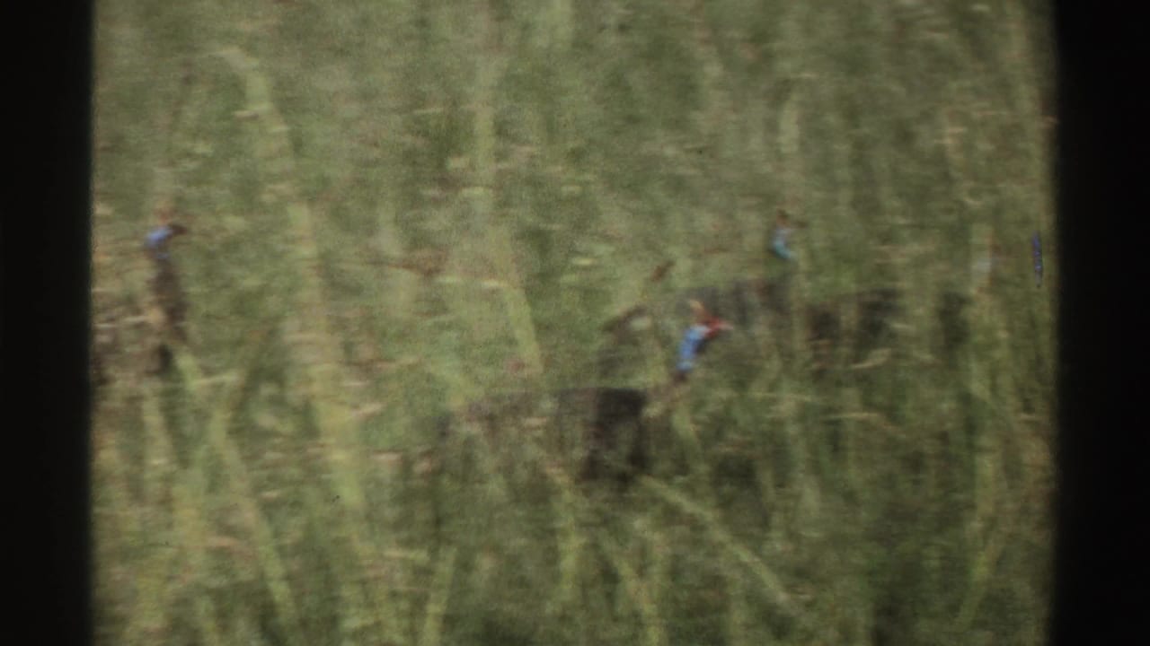 A small group of turkeys appears among tall vegetation in Nigeria, filmed on 8mm in 1969.