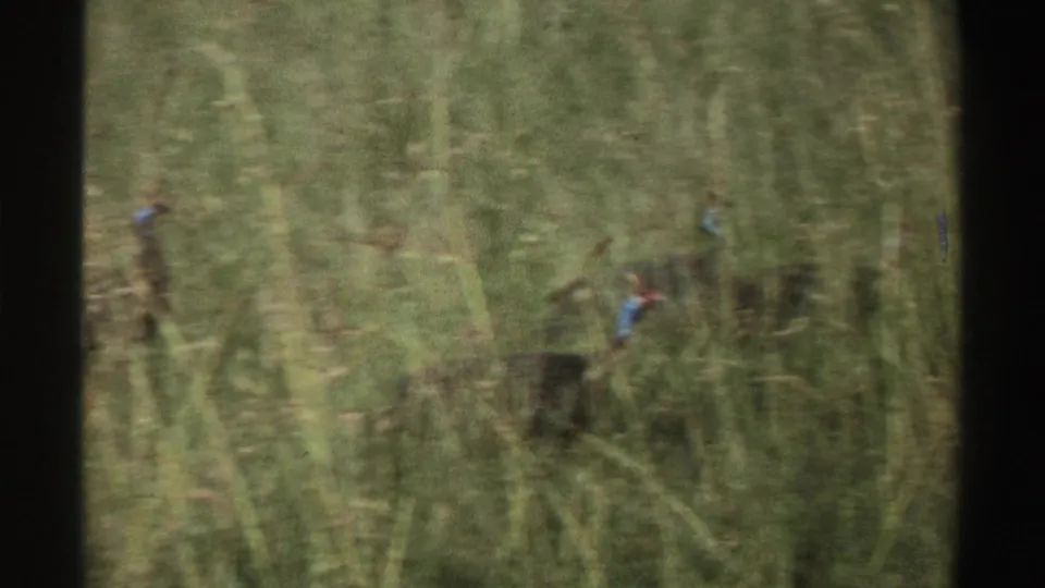 A small group of turkeys appears among tall vegetation in Nigeria, filmed on 8mm in 1969.