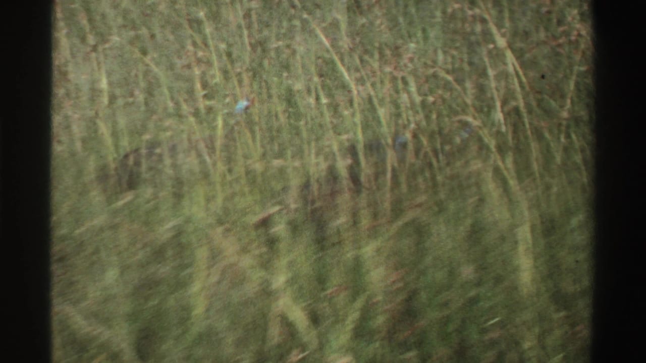 Tall grass fills the frame as a turkey is partly visible during the 1969 Nigeria home-movie shot.