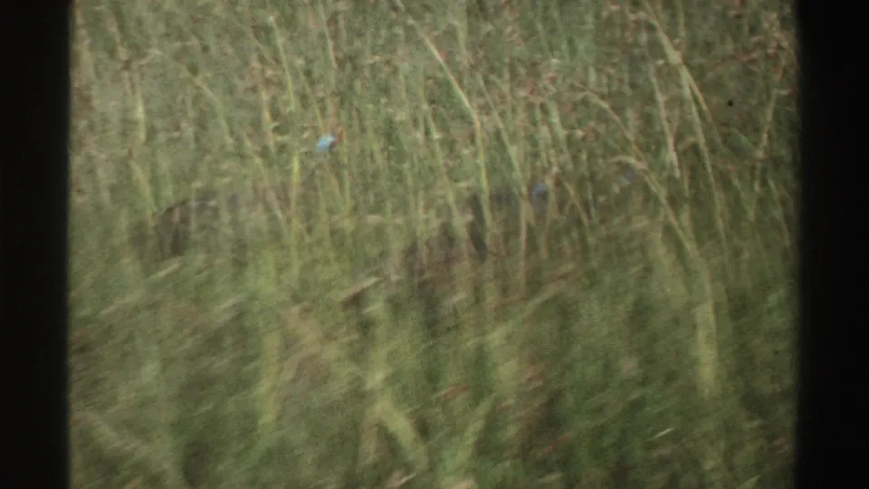 Tall grass fills the frame as a turkey is partly visible during the 1969 Nigeria home-movie shot.