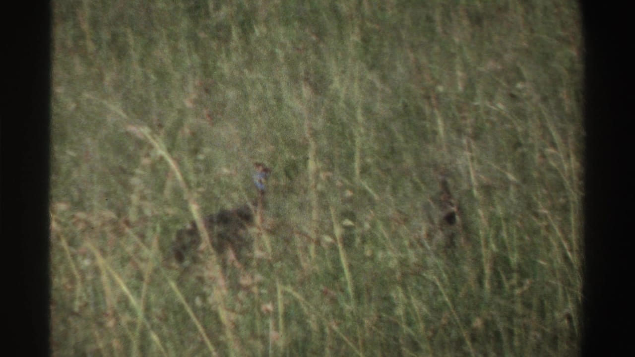 Several turkeys are scattered in tall grass in a 1969 Nigeria 8mm home-movie frame.