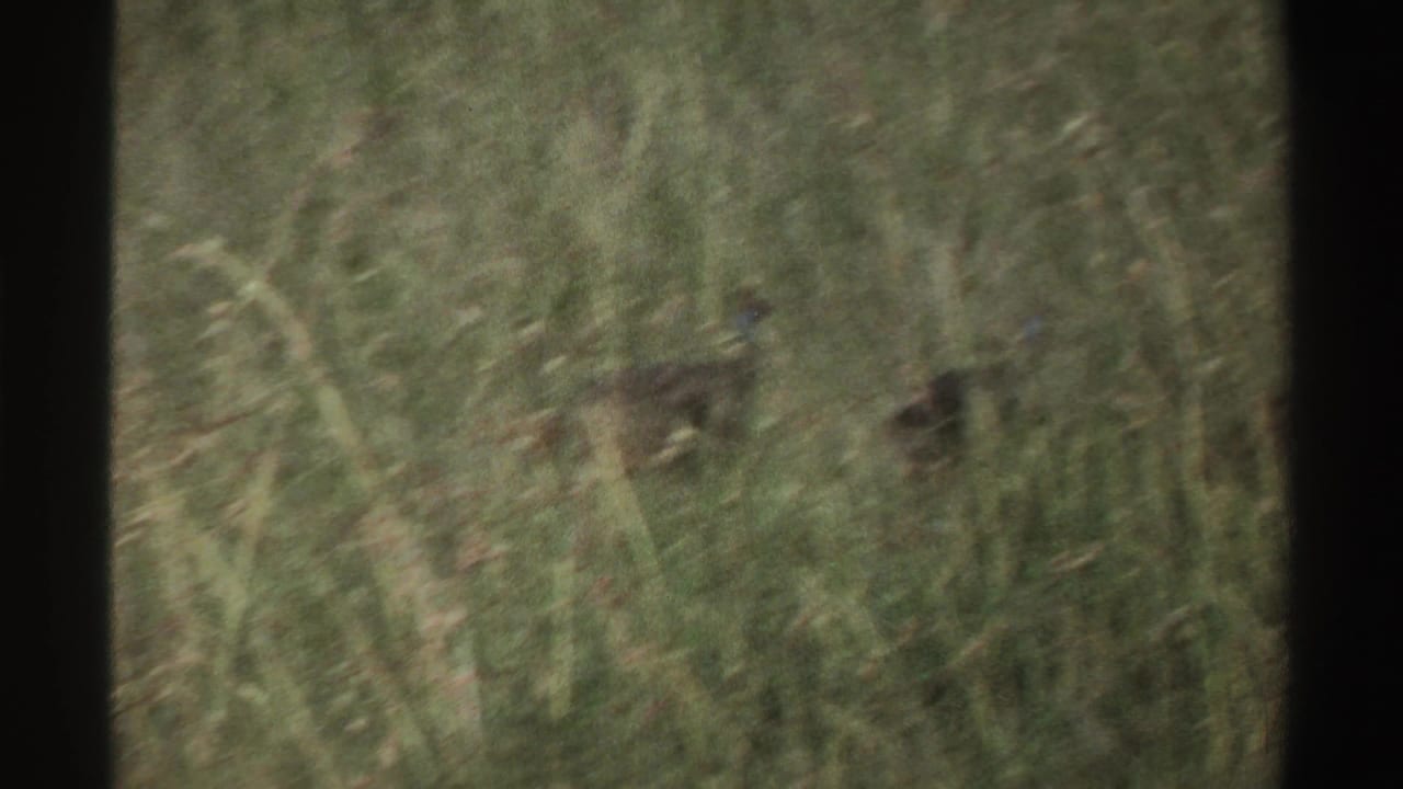 Small dark bird partly hidden in tall green grass.