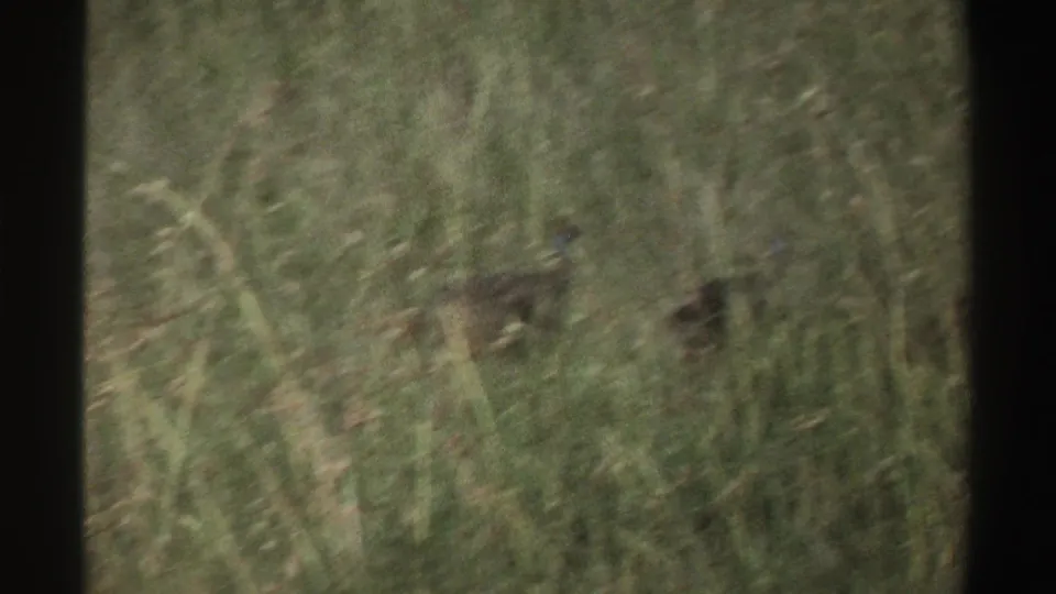 A likely guineafowl stands low in tall Nigerian grass, seen through soft 1969-era 8mm color footage.