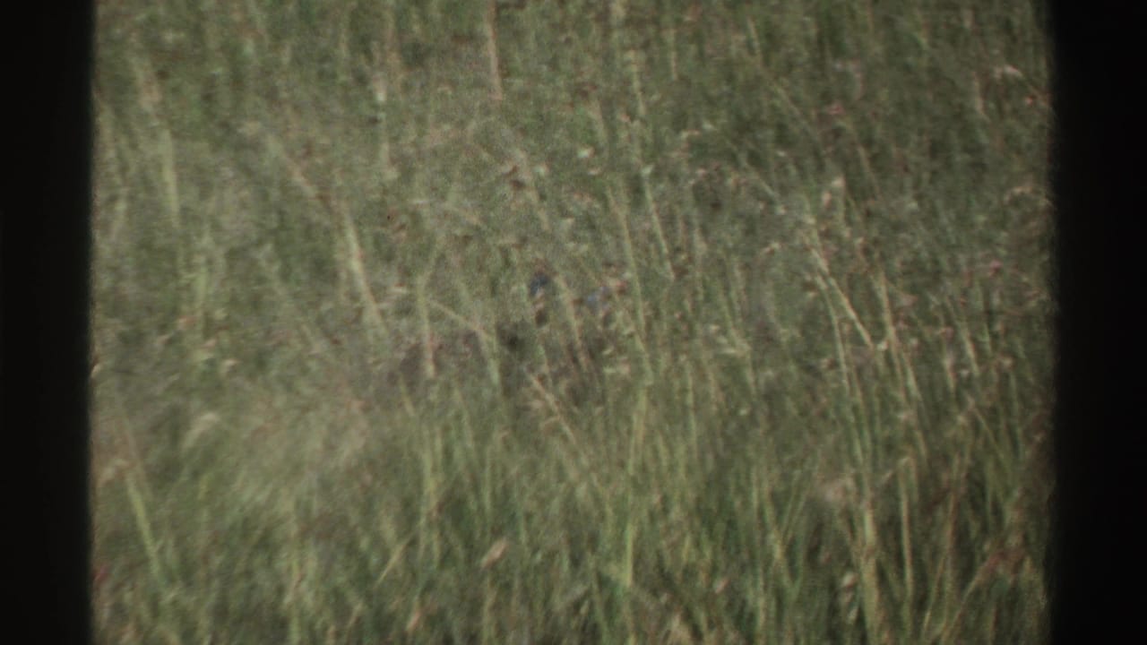 Tall savanna grass fills the frame as a small bird remains partly concealed in the vegetation.