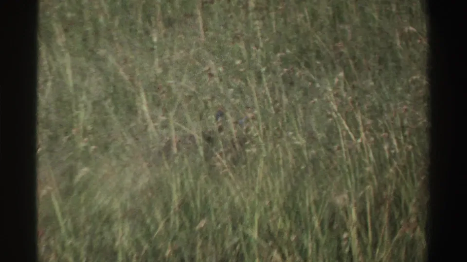 Tall savanna grass fills the frame as a small bird remains partly concealed in the vegetation.