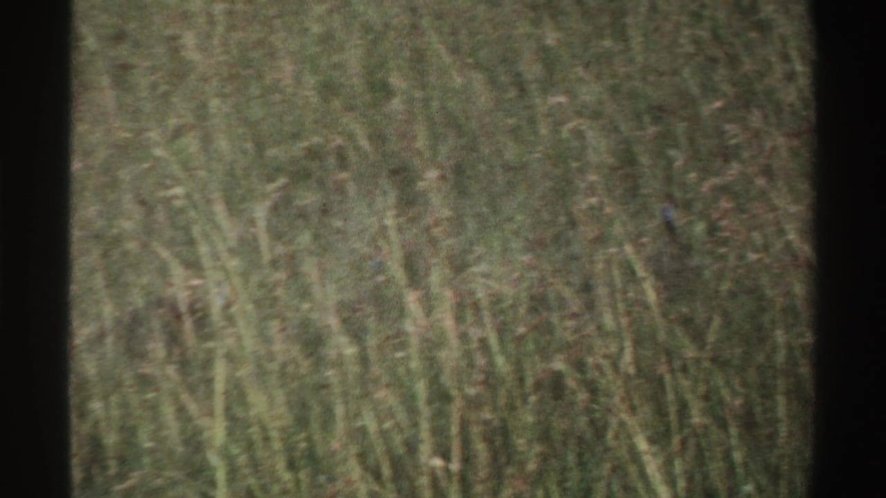 A small bird with a bluish head appears among tall grass in home-movie footage from Nigeria.