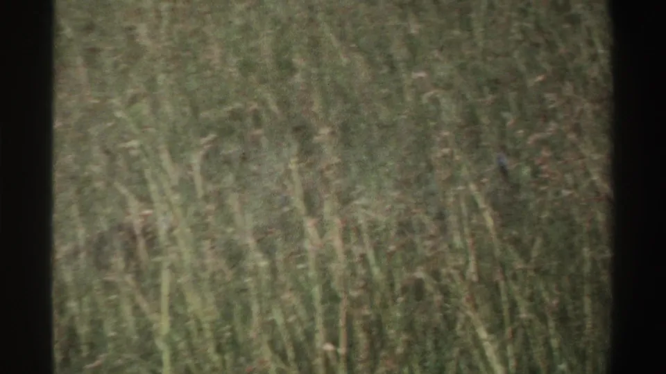 A small bird with a bluish head appears among tall grass in home-movie footage from Nigeria.
