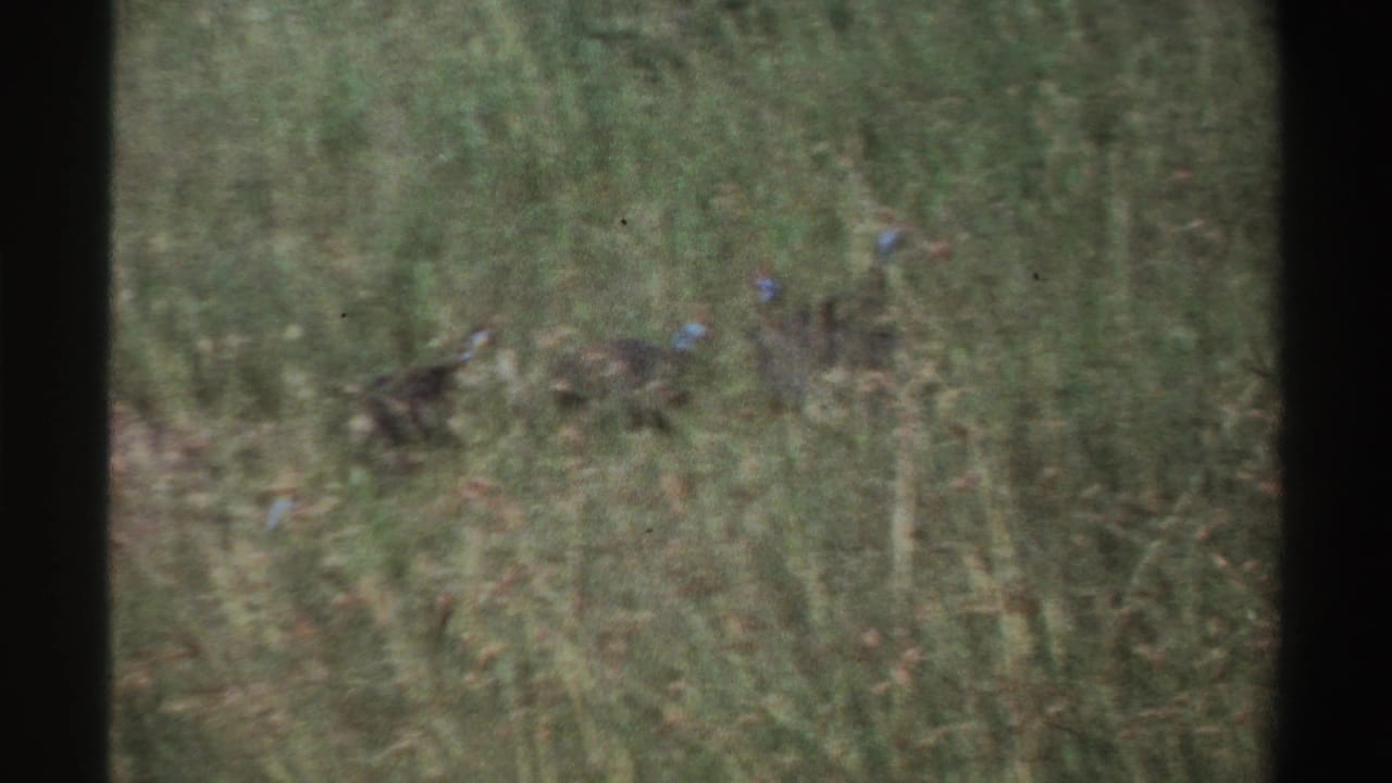 Several likely guineafowl move through tall grass, their blue head markings faintly visible in the 8mm frame.