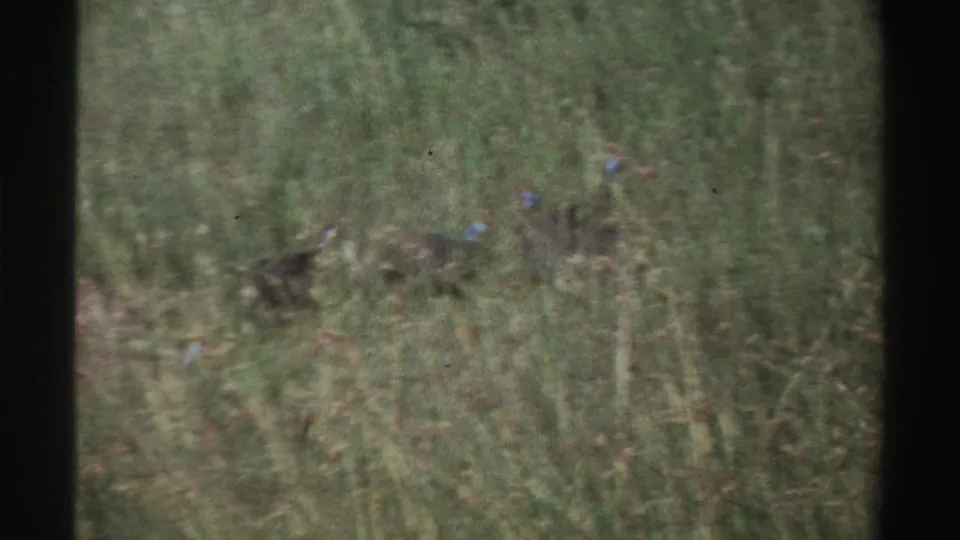 Several likely guineafowl move through tall grass, their blue head markings faintly visible in the 8mm frame.