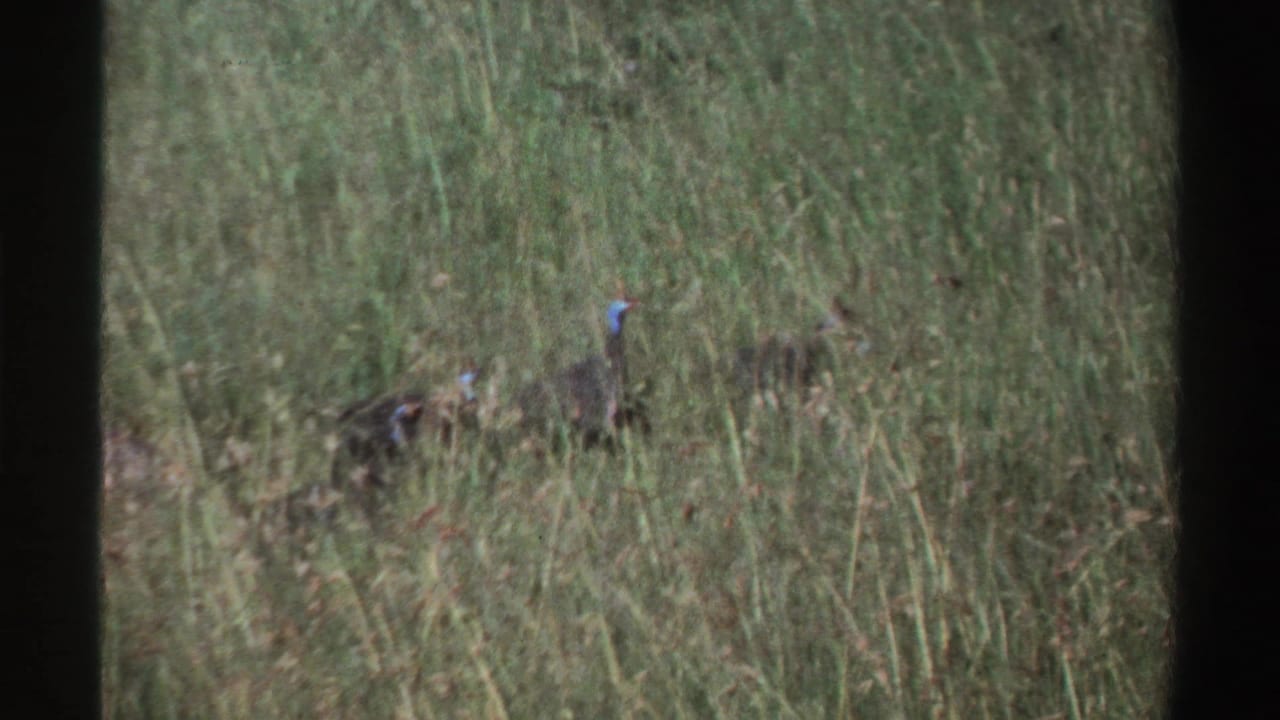 Helmeted guinea fowl partly hidden in tall grass.