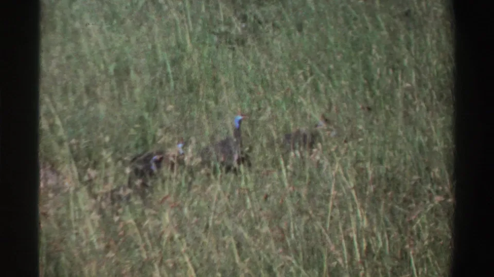 In Nigeria 1969 footage, helmeted guinea fowl appear partly obscured as they move through sunlit tall grass.