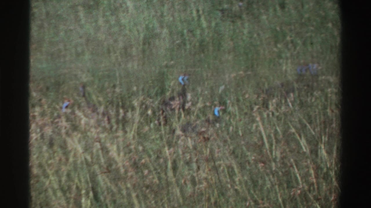Several helmeted guinea fowl are visible in tall Nigerian grass, with blue head markings standing out against the vegetation.