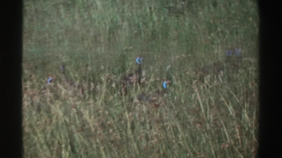 Several helmeted guinea fowl are visible in tall Nigerian grass, with blue head markings standing out against the vegetation.