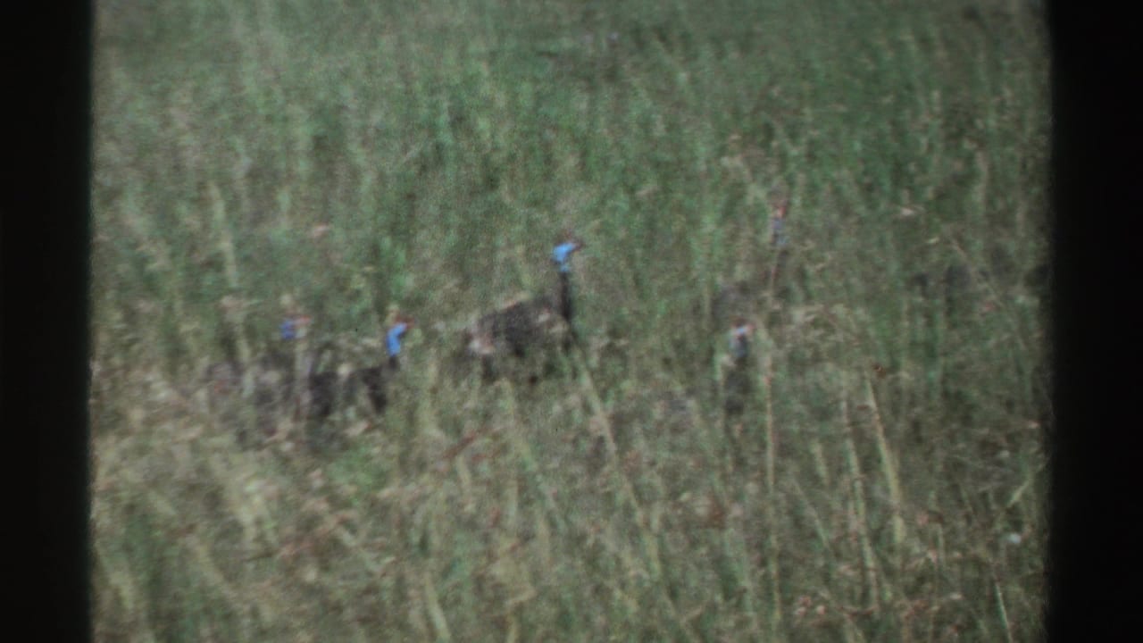 Two helmeted guinea fowl are seen more clearly in the 1969 Nigeria footage, standing or walking through dense grass.