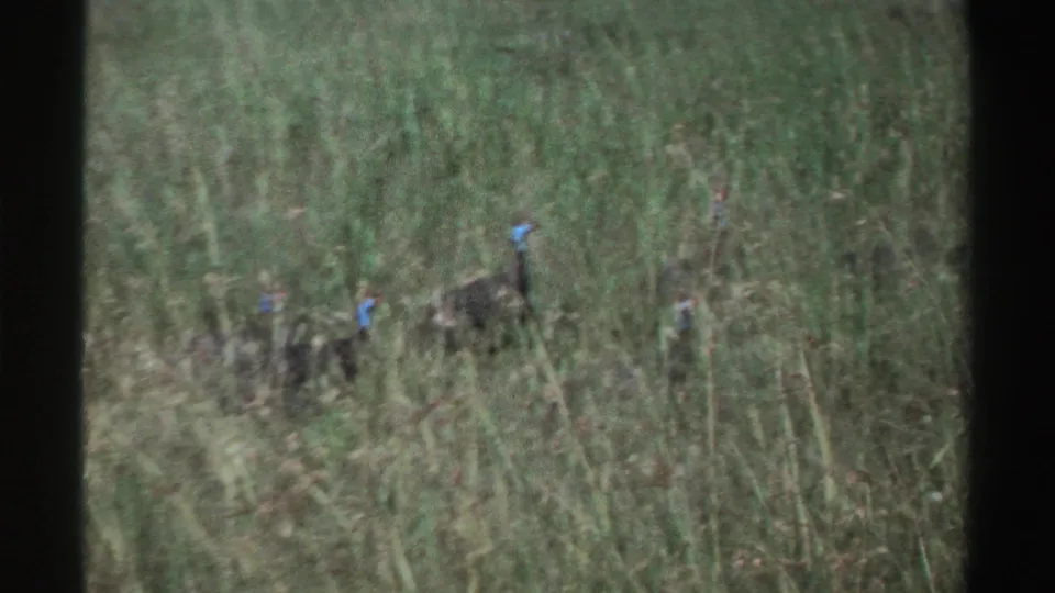 Two helmeted guinea fowl are seen more clearly in the 1969 Nigeria footage, standing or walking through dense grass.