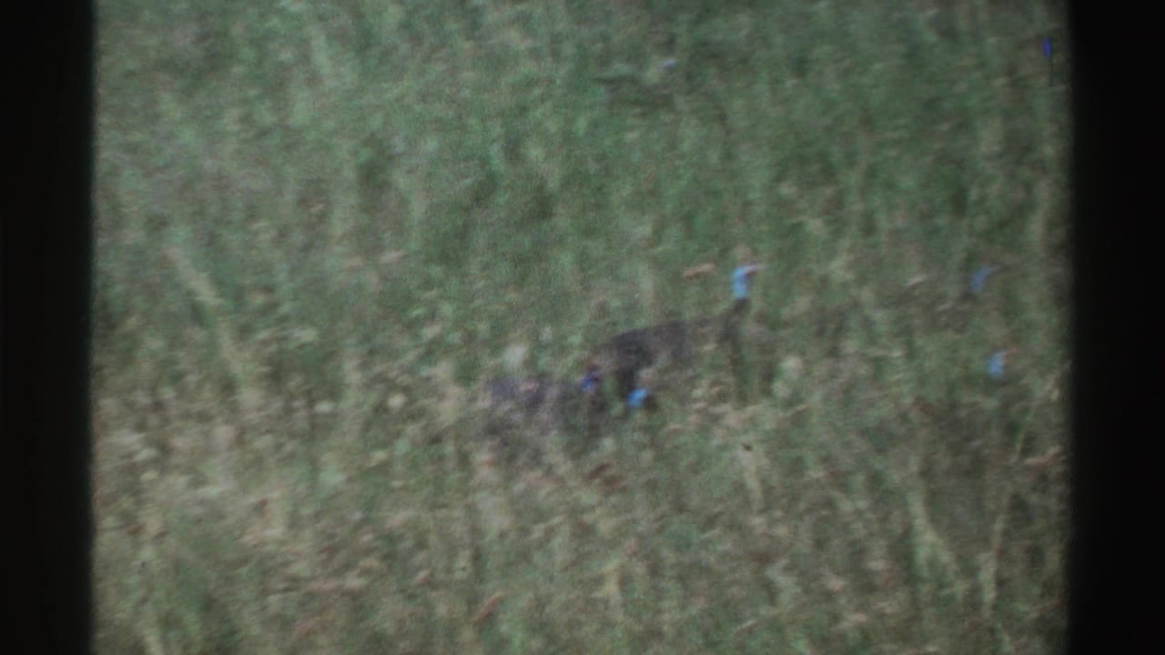 A helmeted guinea fowl appears partly blurred and partly hidden by tall grass in vintage Nigeria wildlife footage.