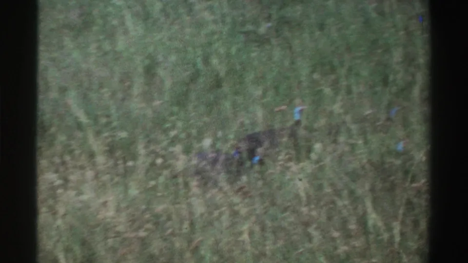 A helmeted guinea fowl appears partly blurred and partly hidden by tall grass in vintage Nigeria wildlife footage.