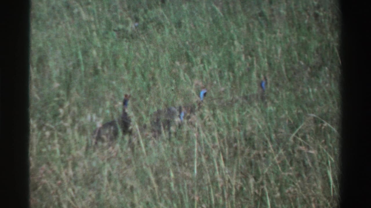 Small birds with blue markings moving through tall grass.