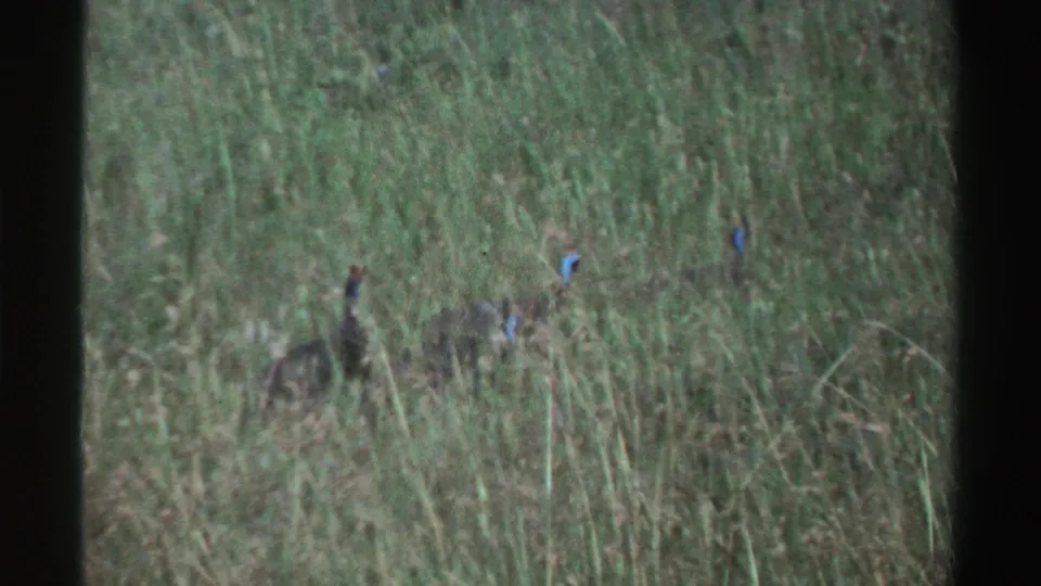 1969 Nigeria 8mm frame showing small guineafowl-like birds partly hidden in tall green grass.