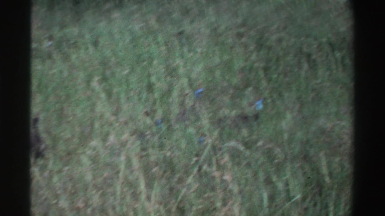 1969 Nigeria 8mm frame with small birds dispersed through tall grass, partly obscured by vegetation and frame edges.