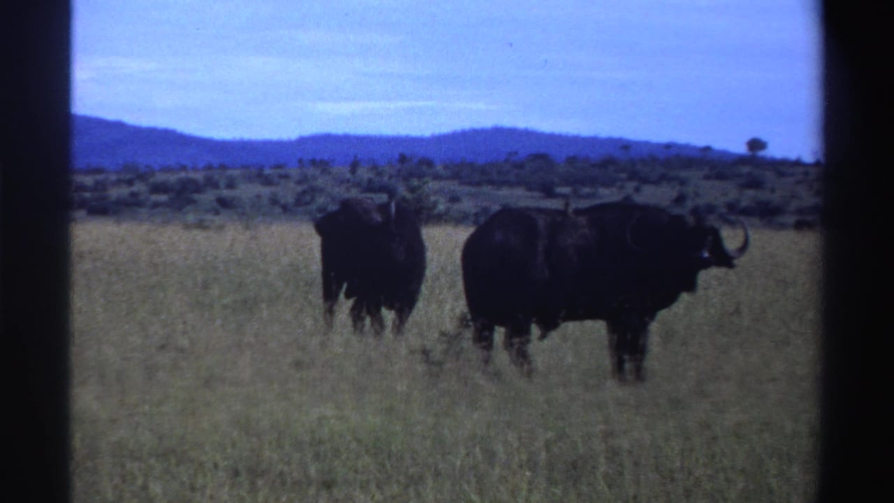 1969 Nigeria 8mm frame showing dark buffalo in an open savanna field with distant hills and pale sky.