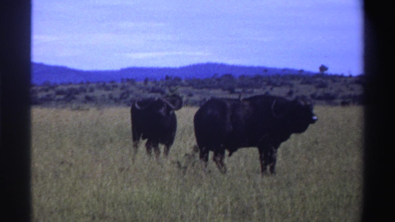 1969 Nigeria 8mm frame of two dark buffalo standing in savanna grass, backed by distant hills and sky.