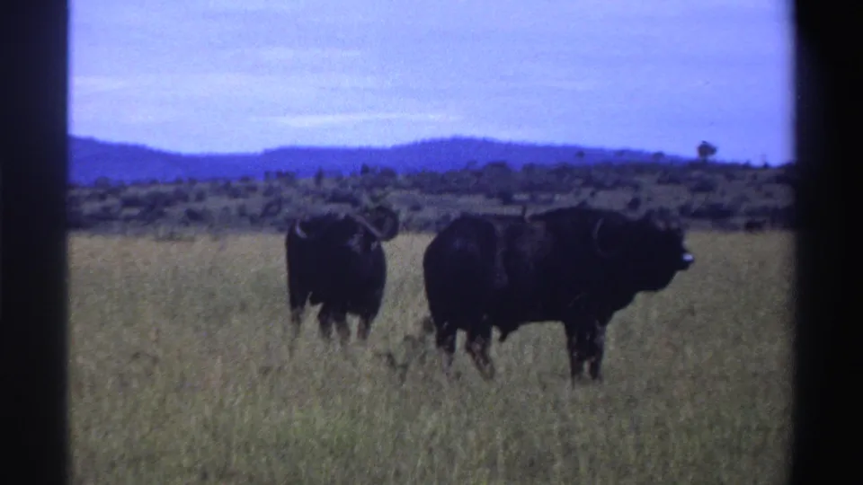 1969 Nigeria 8mm frame of two dark buffalo standing in savanna grass, backed by distant hills and sky.
